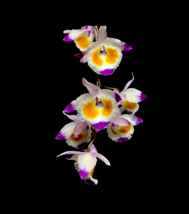 Dendrobium+devonianum-67.png