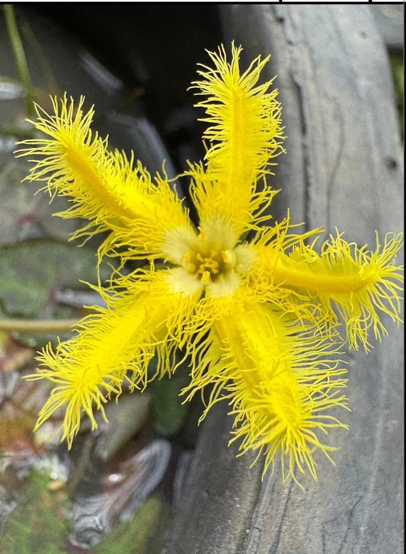 Nymphoides hastata.png