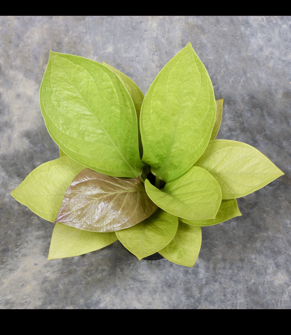 Anthurium jenmanii Golden.png