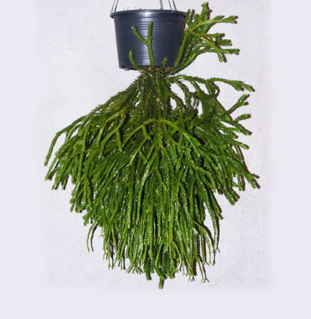 Huperzia sp. "Triangle Frond" (Large)