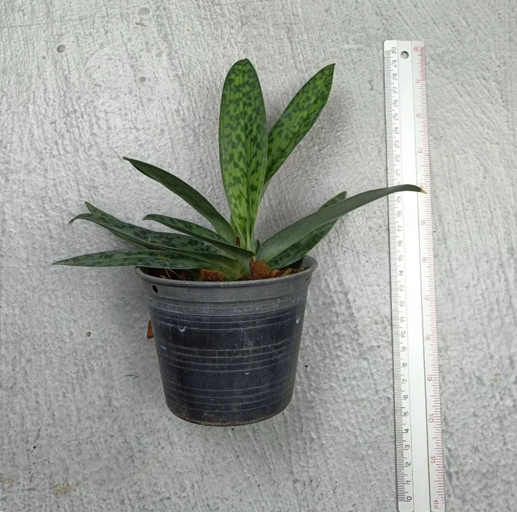 56 Paph. callosum Southern Thailand form.jpg