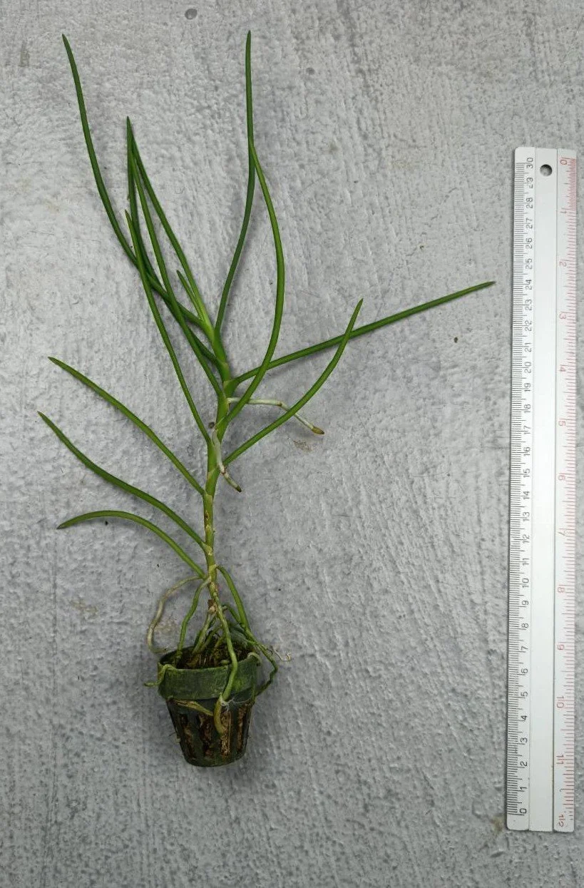 Holcoglossum rupestre x Papilionanthe hookeriana.jpg