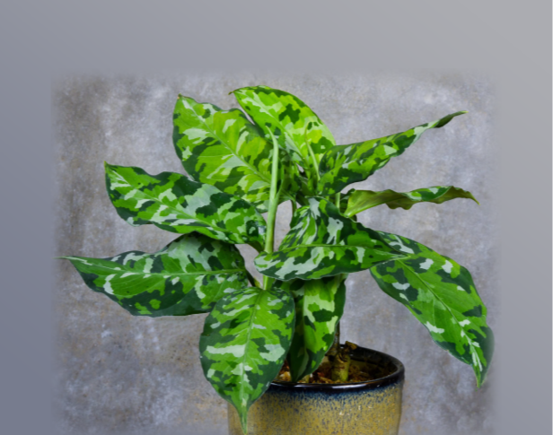 Aglaonema pictum tricolor