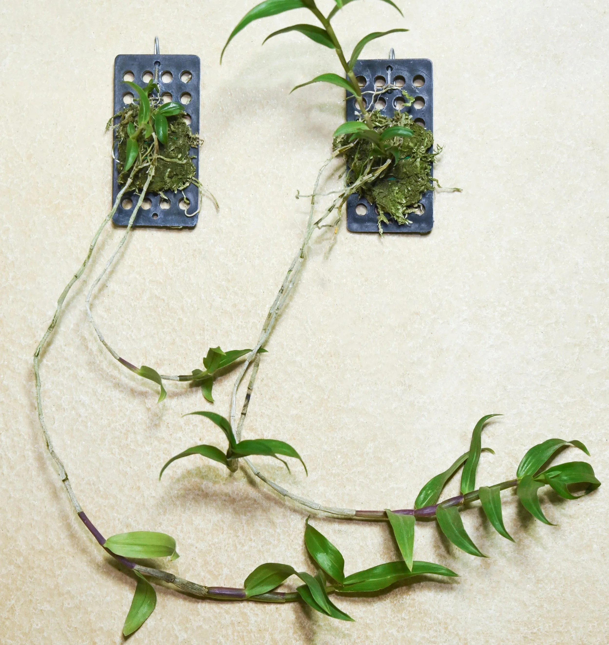 Dendrobium+victoriae-reginae+x+Dendrobium+boosii.jpg