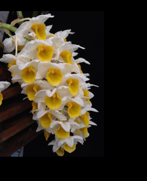 Dendrobium thyrsiflorum