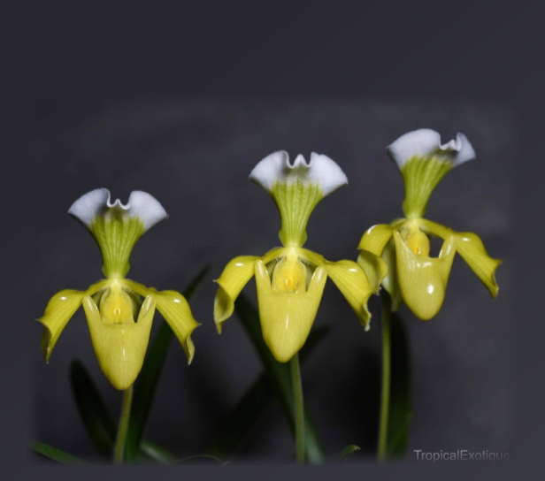 Paphiopedilum christensonianum alba flava