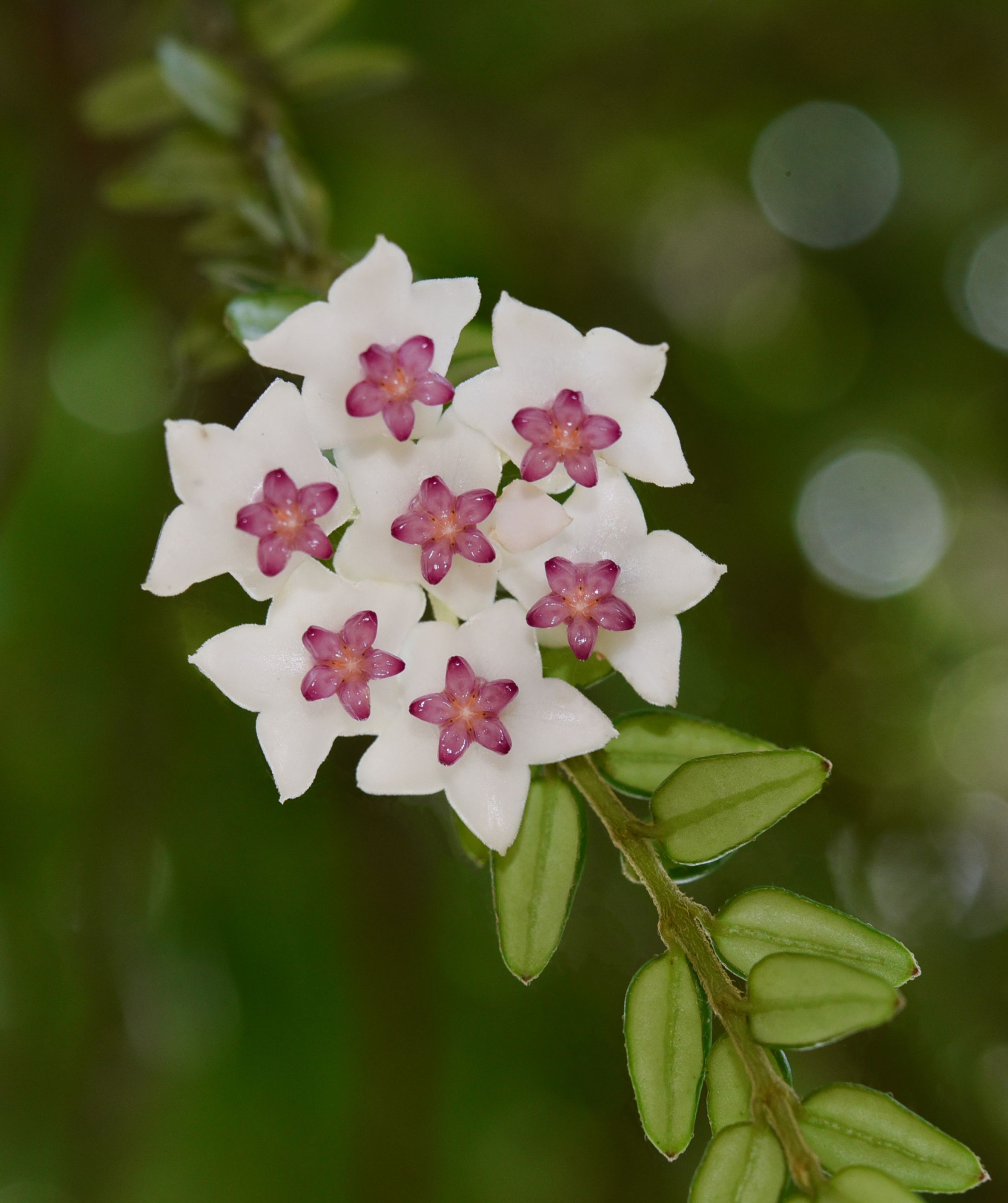 Hoya vaccinioides