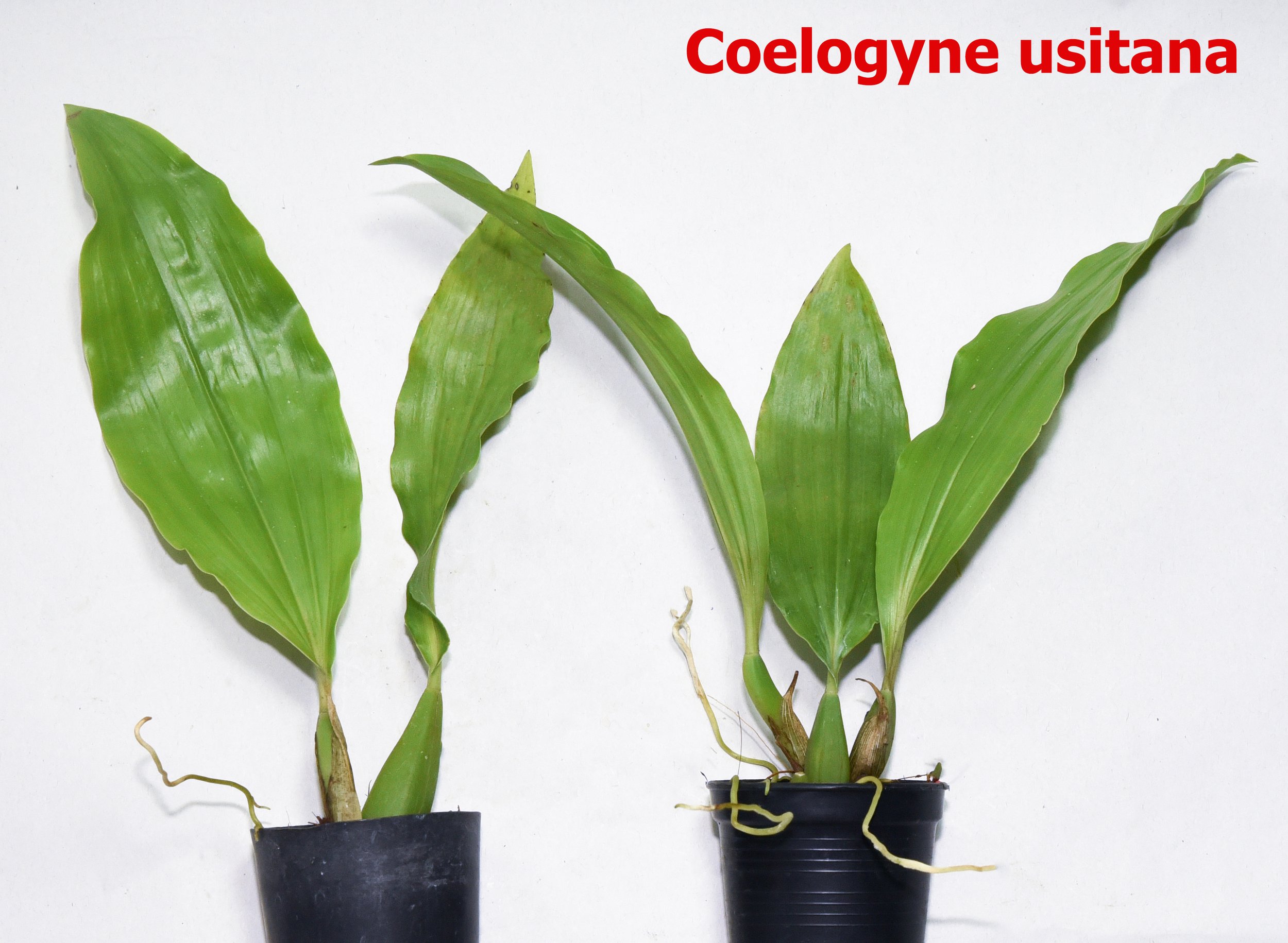Coelogyne usitana1.jpg