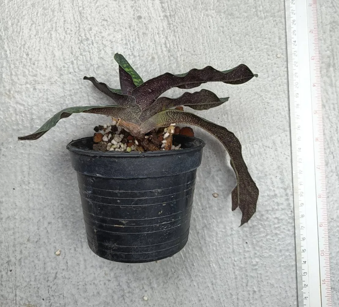 57 Paph. malipoense.jpg