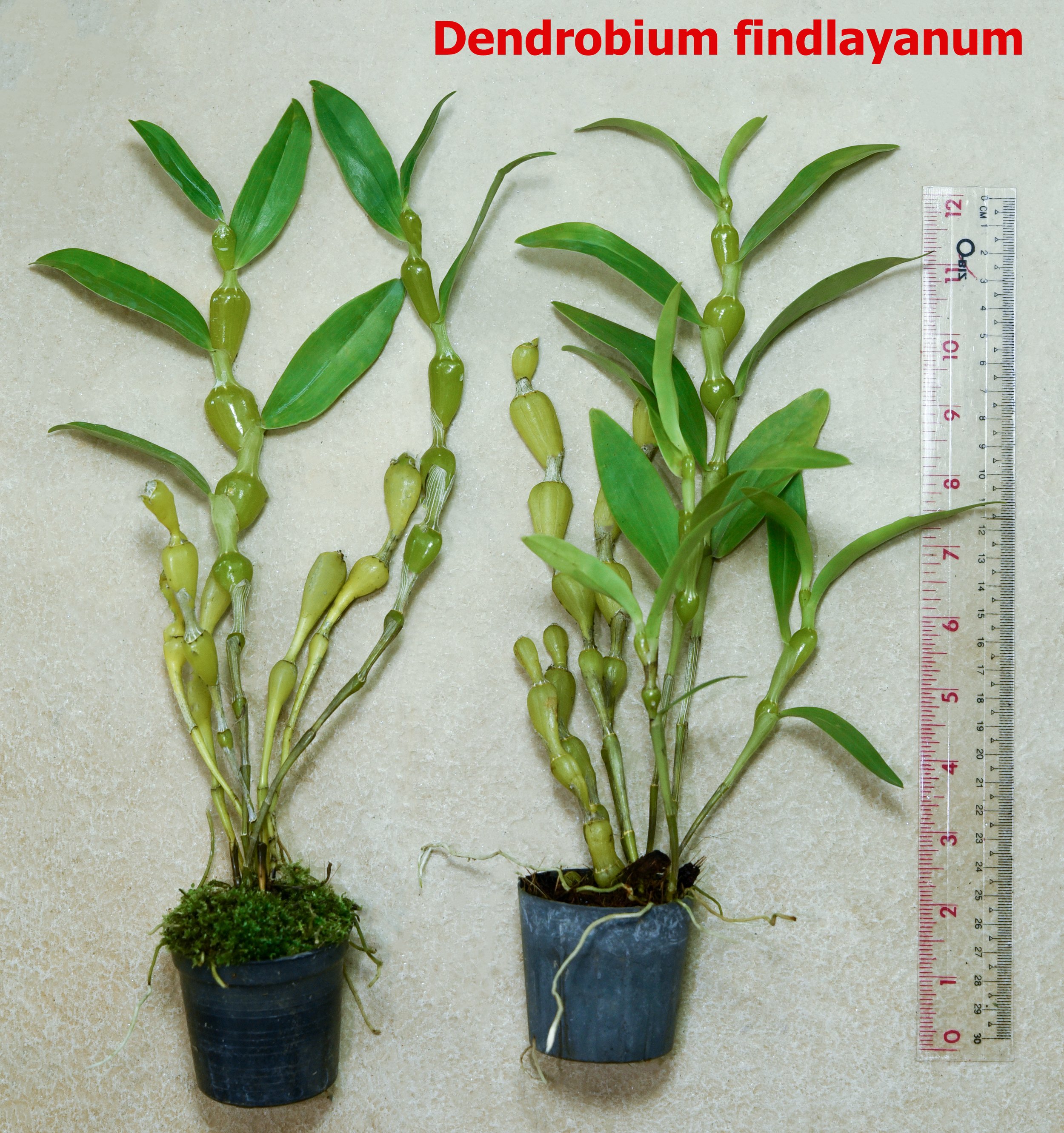 Dendrobium findlayanum.jpg