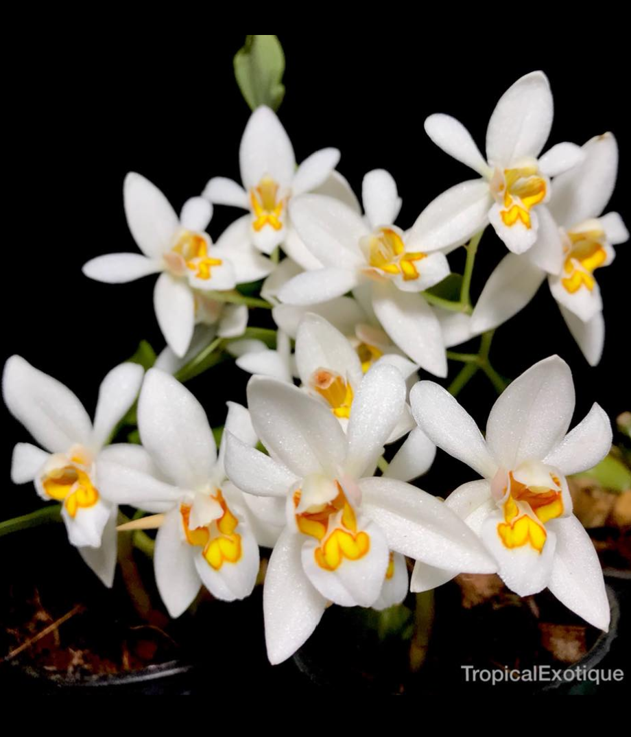 Coelogyne corymbosa Dwarf form.png