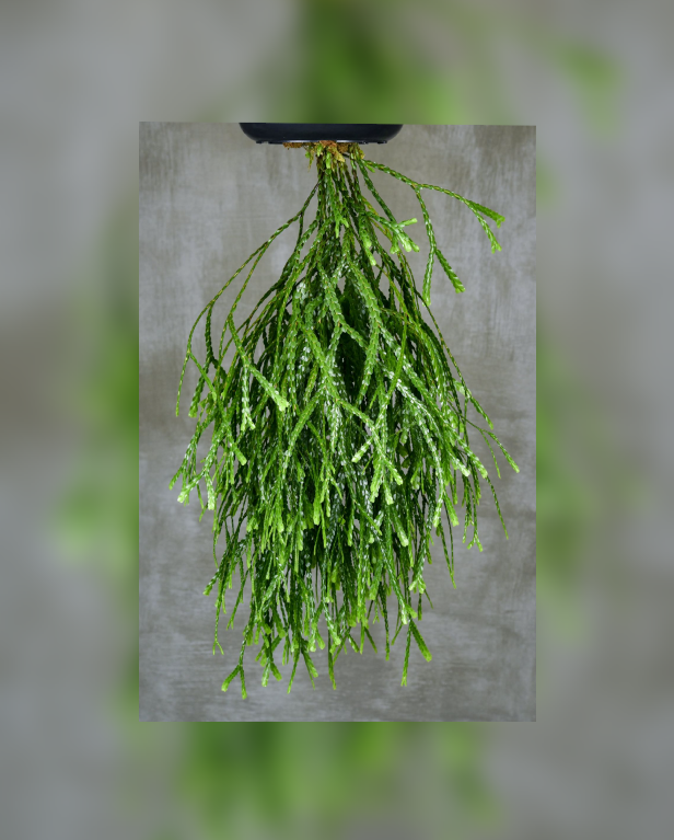 Huperzia nummulariifolia Naga-67.png