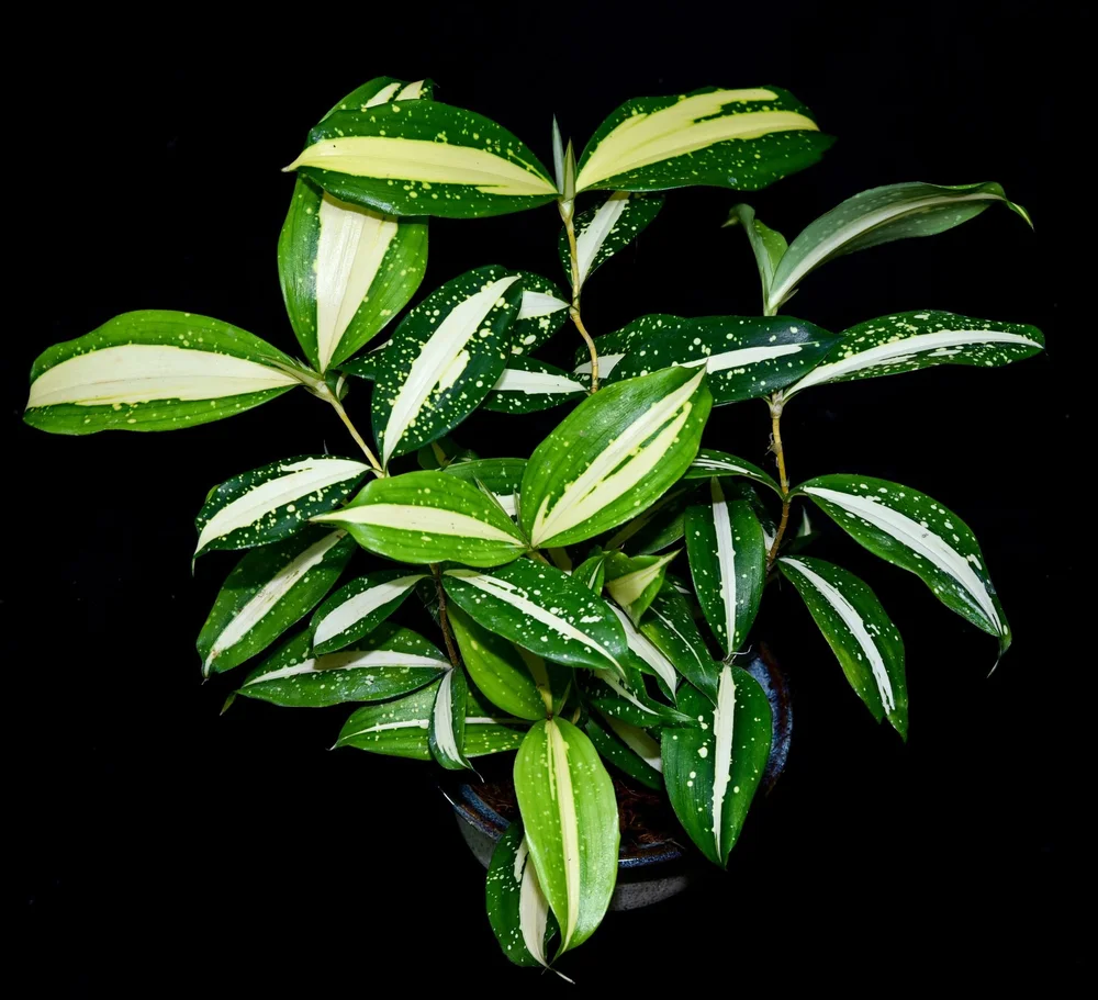 indoor plants online Buy Premium Indoor Plants Online