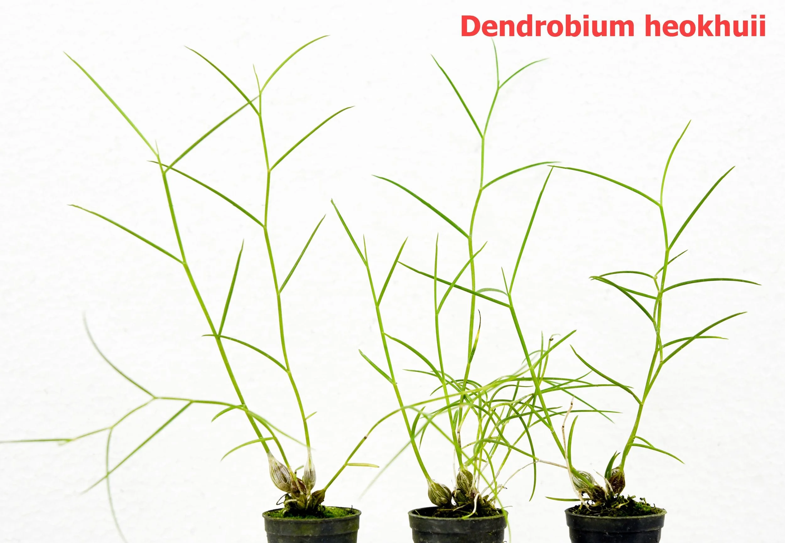Dendrobium heokhuii1.jpg