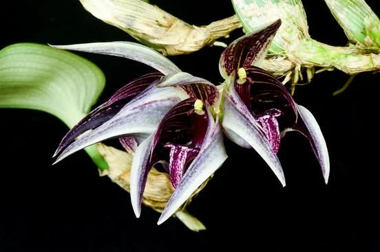 Bulbophyllum reticulatum