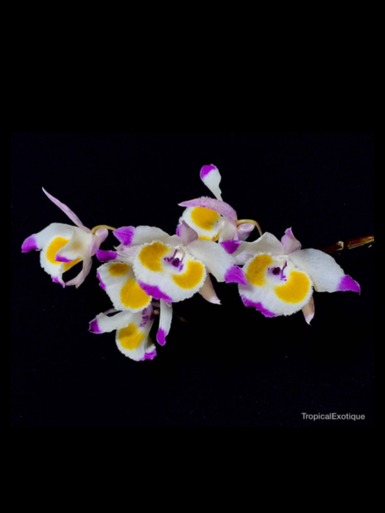 Dendrobium devonianum "Vietnam"