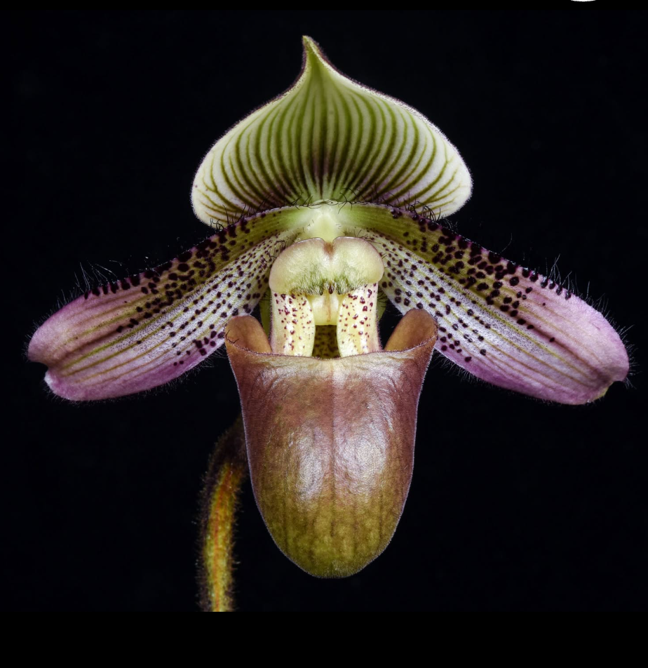 Paphiopedilum ciliolare.png