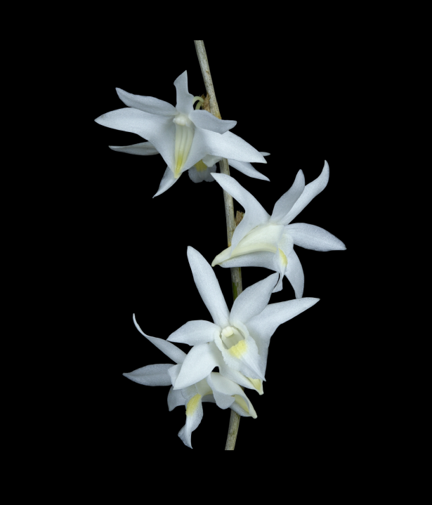 Dendrobium+crumenatum+Variegated-67.png