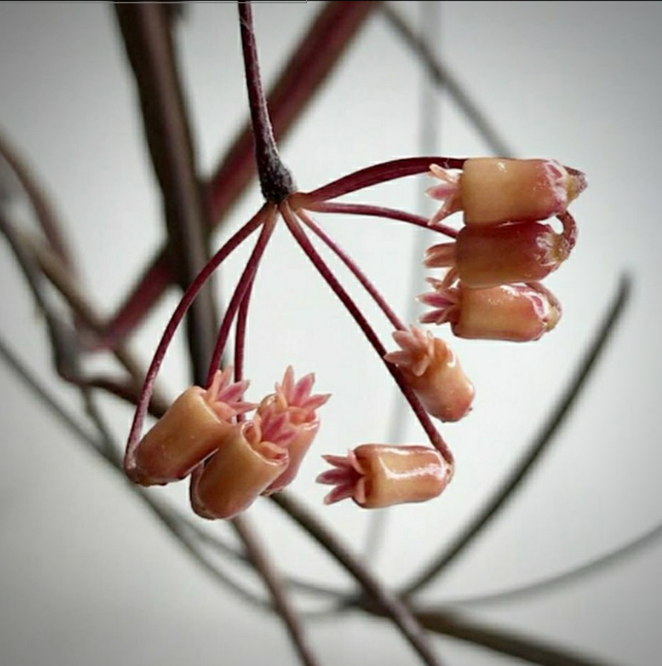 Hoya insularis