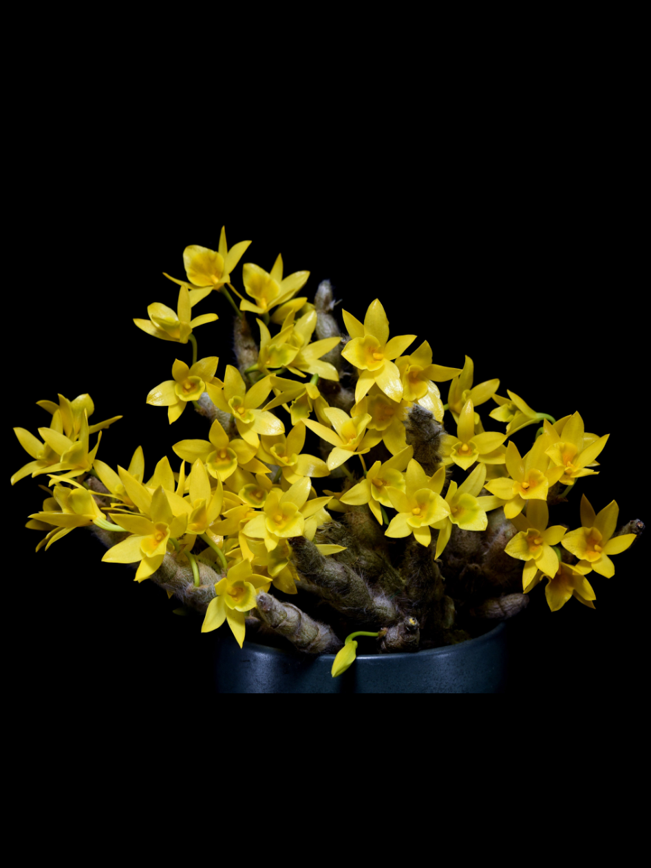 Dendrobium senile.png