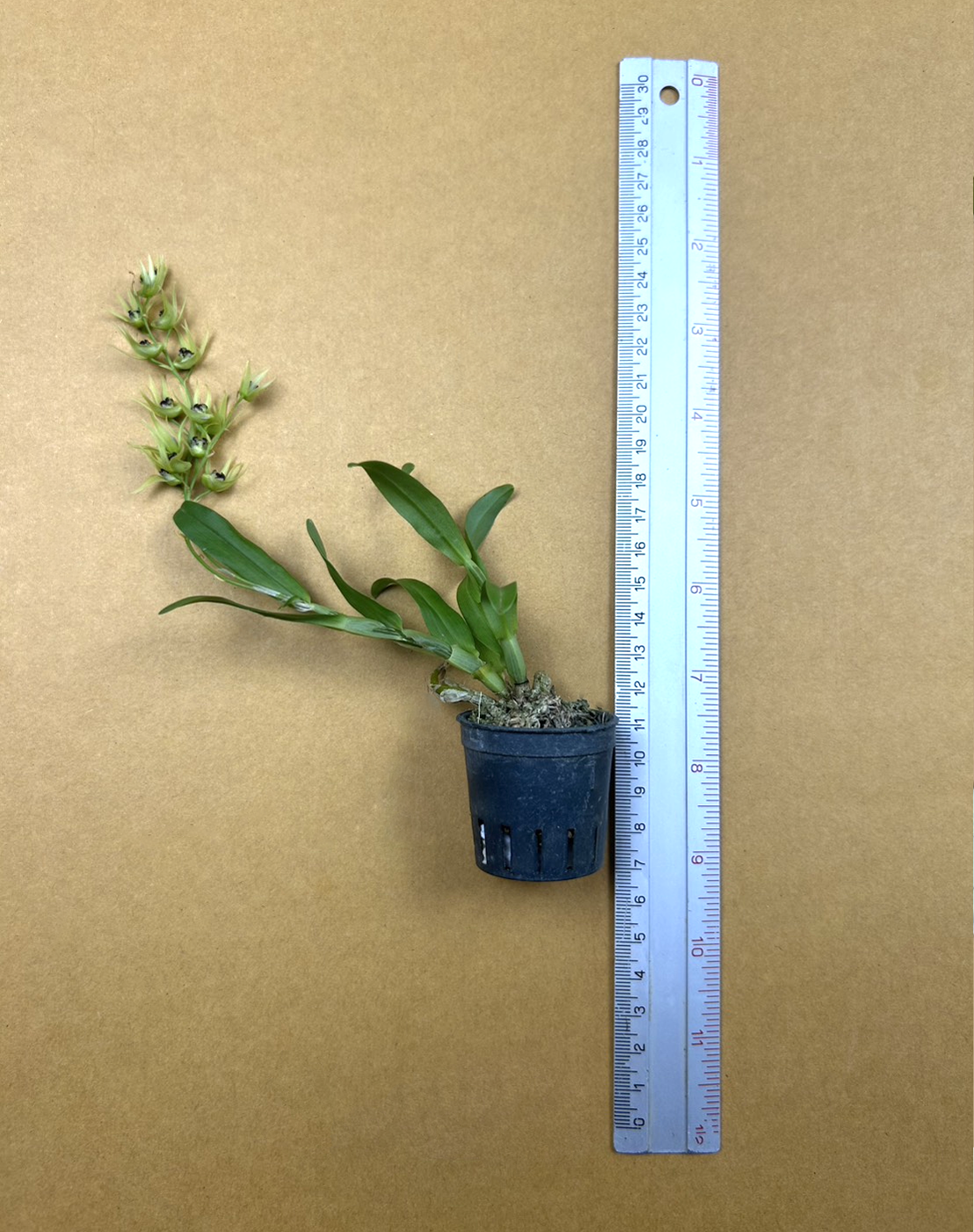 Den. stongylanthum.png