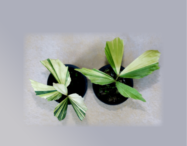 Caryota mitis "Variegated"