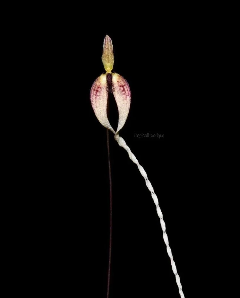 Bulbophyllum-freitagii.jpg
