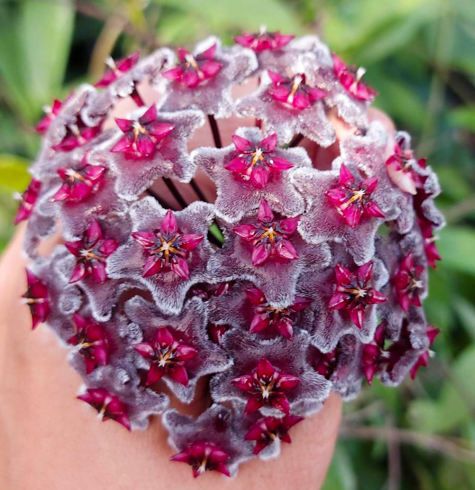 Hoya pubicalyx Black Dragon.png