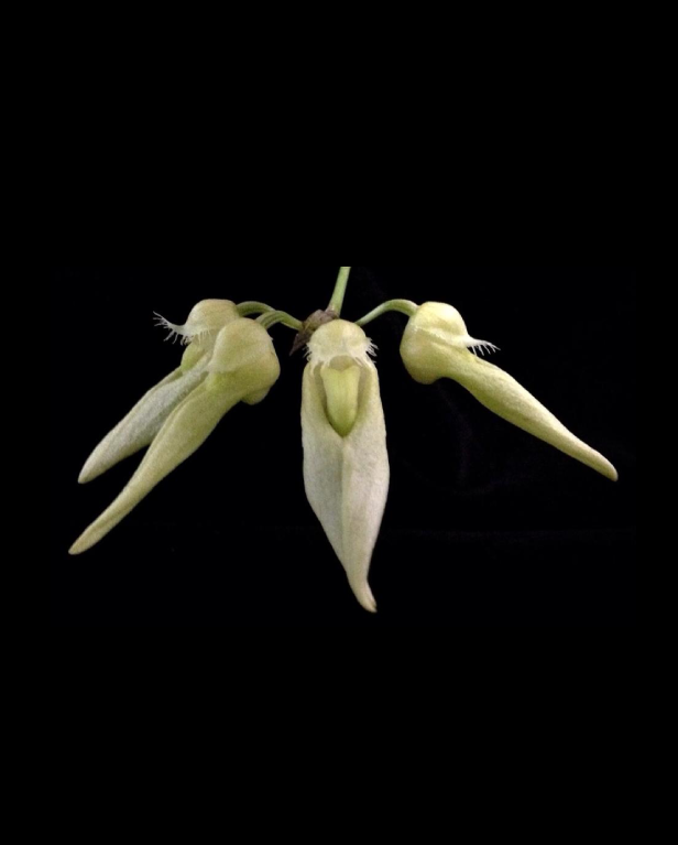 Bulbophyllum annandalei forma album
