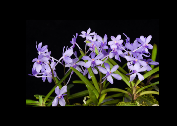 Vanda+coerulescens+Blue+x+Vanda+nana-67.png
