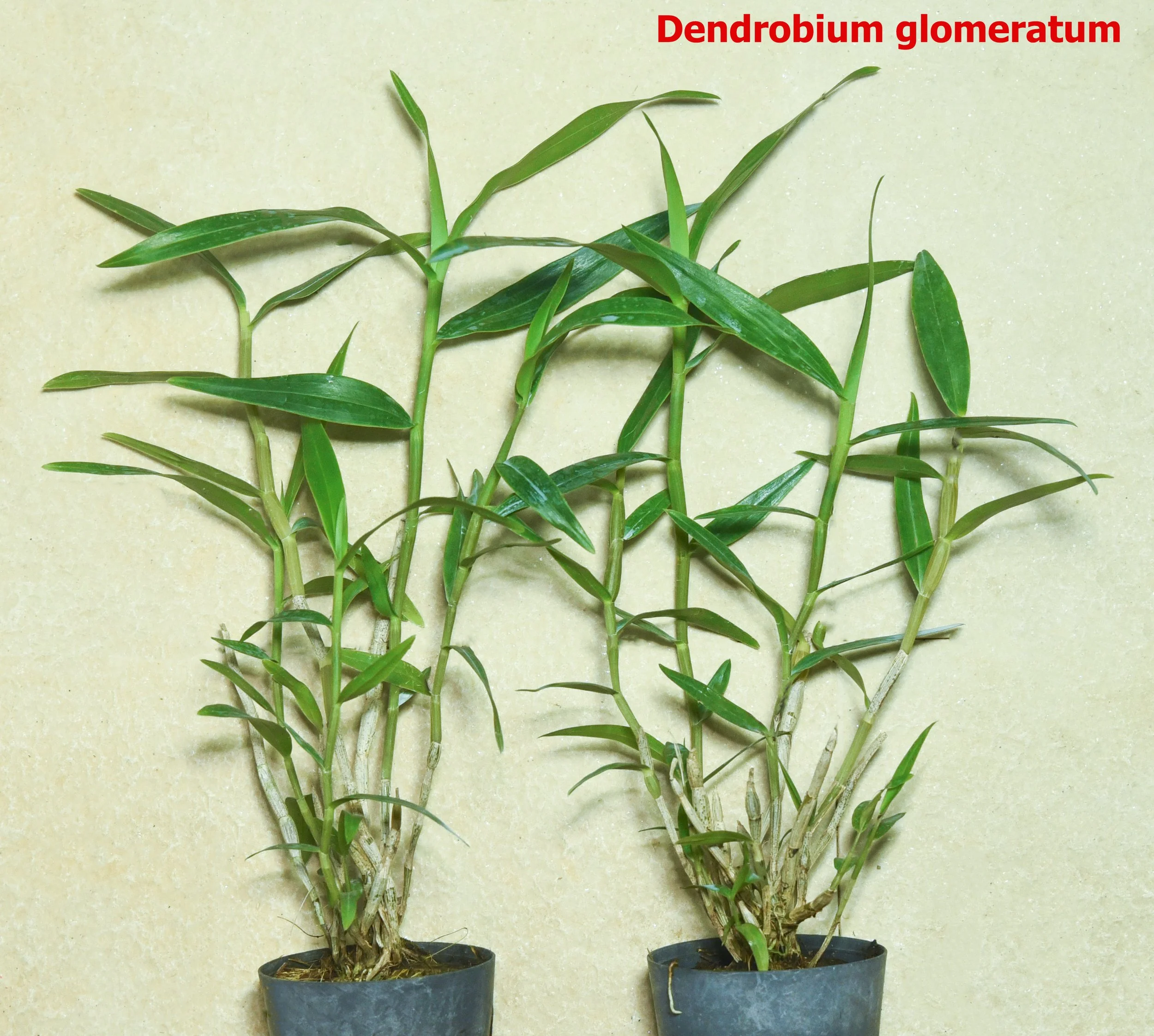 Dendrobium glomeratum 2.jpg