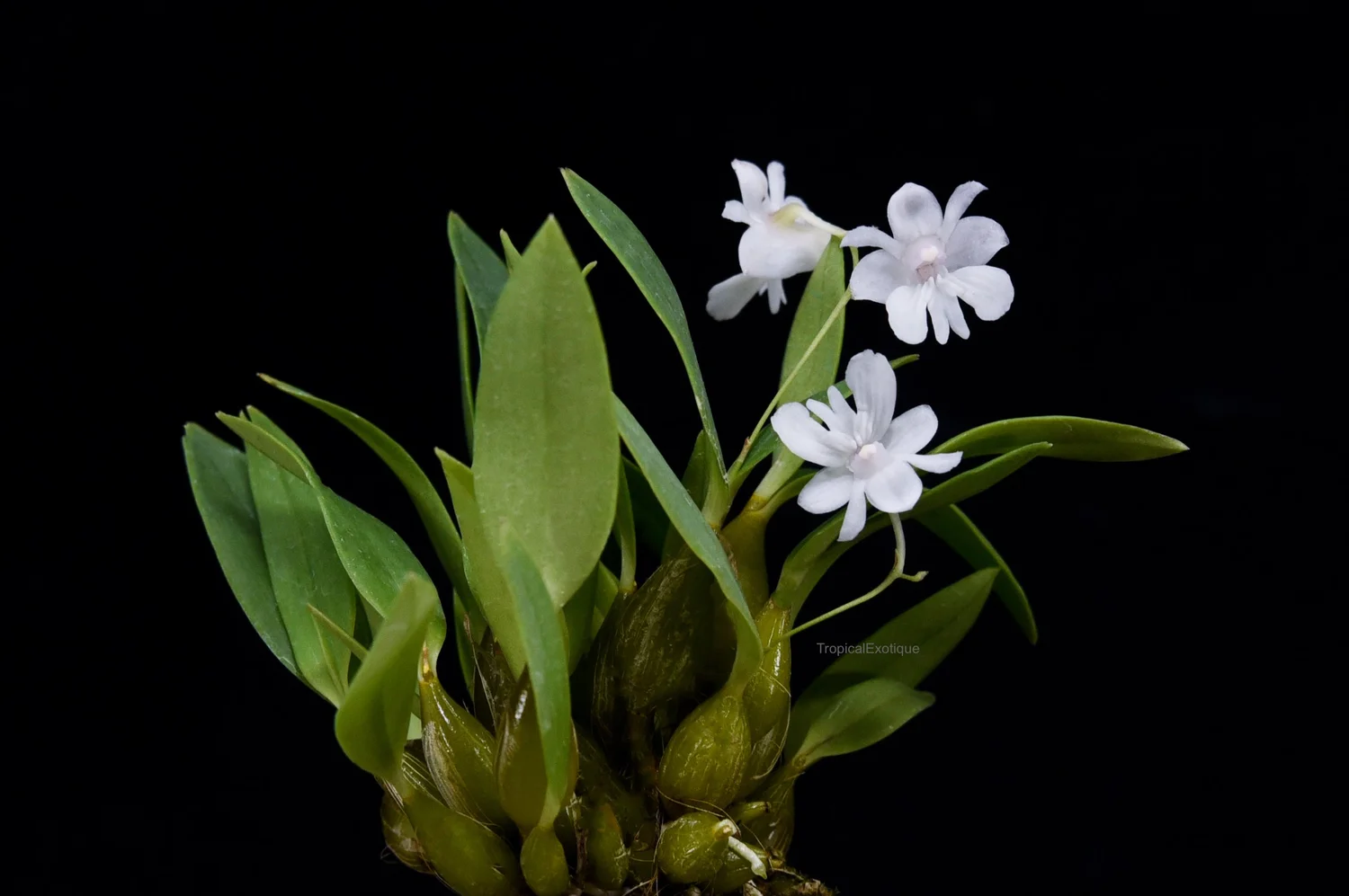 Dendrobium aberrans — TropicalExotique