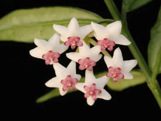 Hoya-paxtonii-1.png