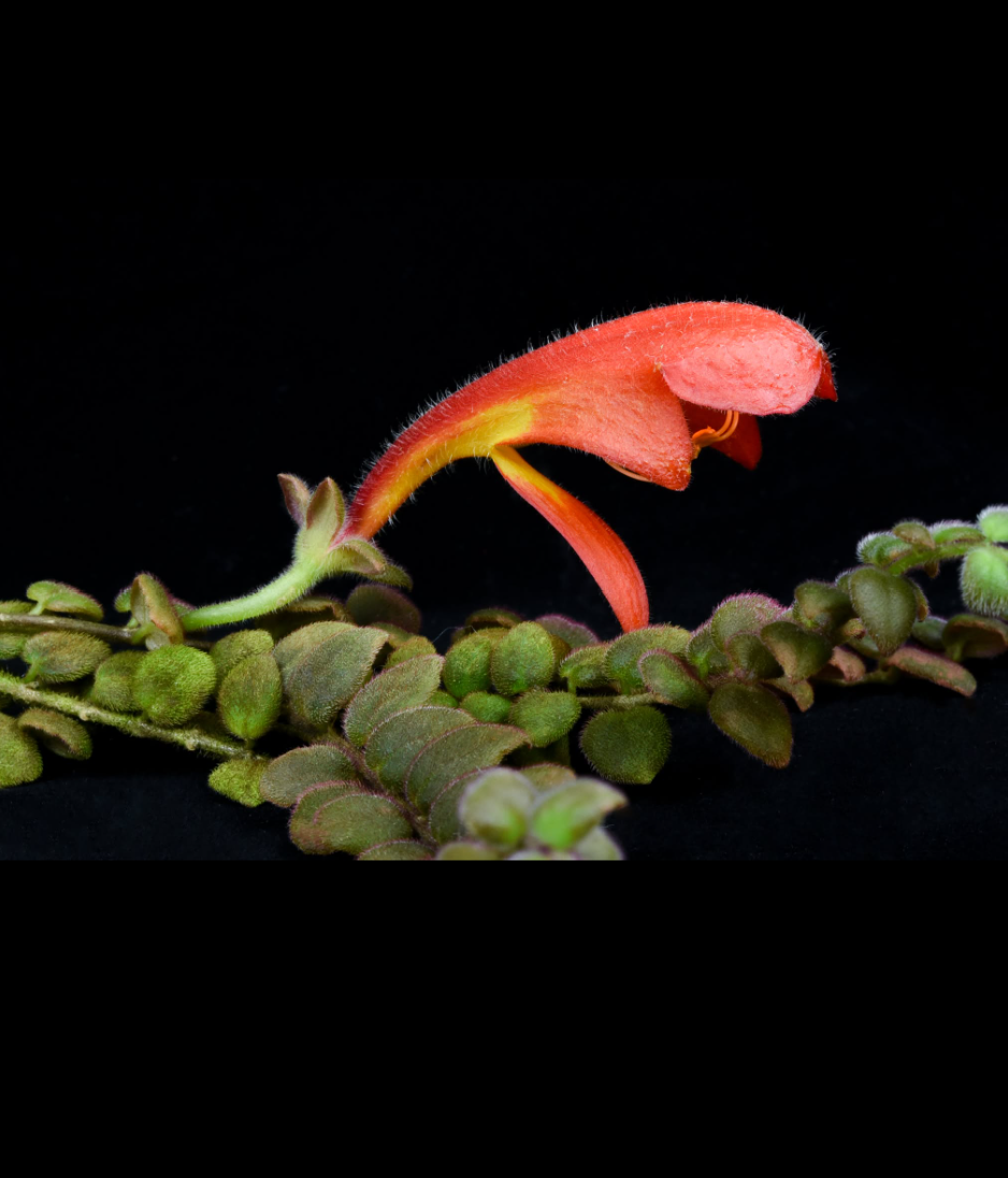 Columnea microphylla.png