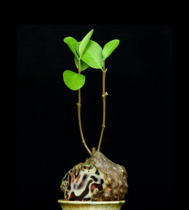 Hydnophytum-formicarum-67.png