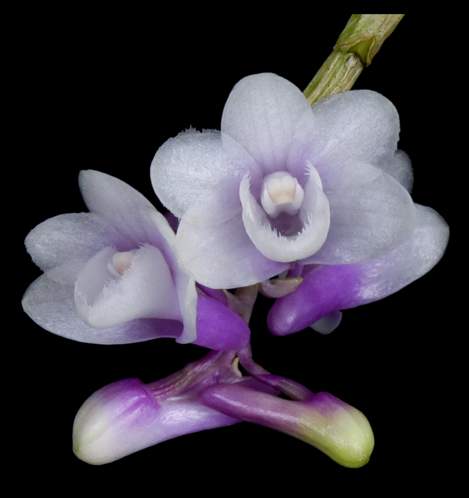 Dendrobium concavissimum x Dendrobium roslii.png