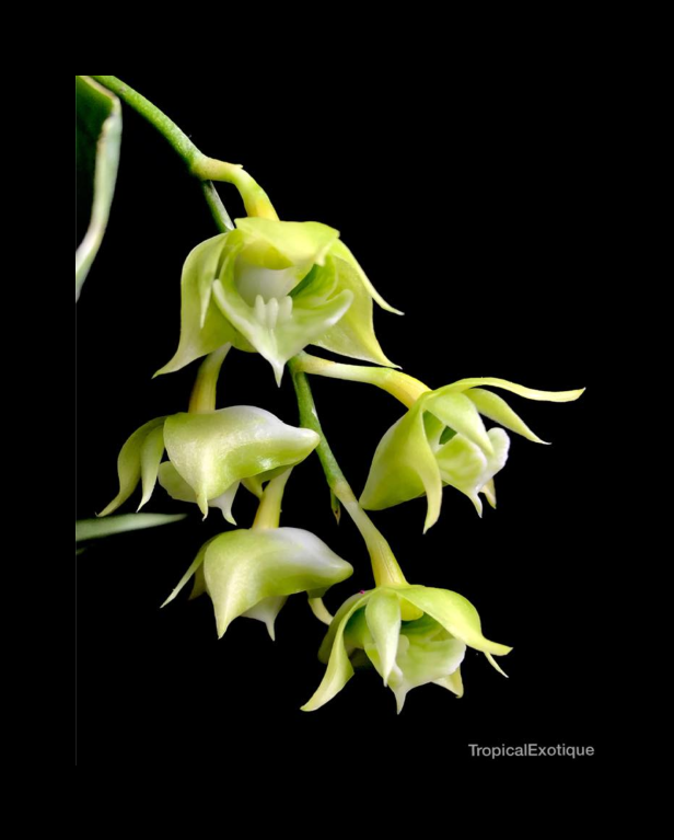 Dendrobium punamense-67.png