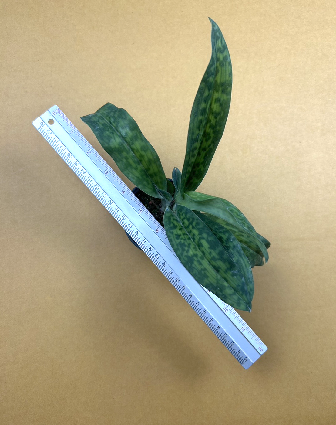 Paphiopedilum sukhakulii.png