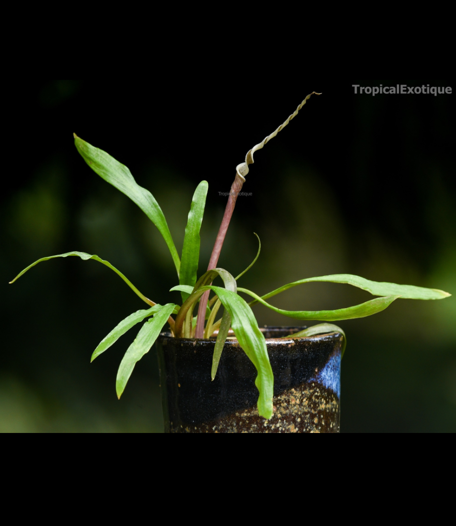 Cryptocoryne crispatula var. flaccidifolia.png