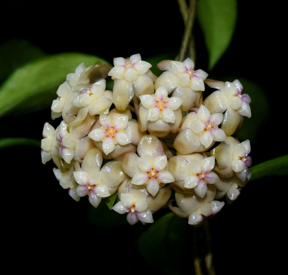 Hoya+crassipetiolata+Splash.png