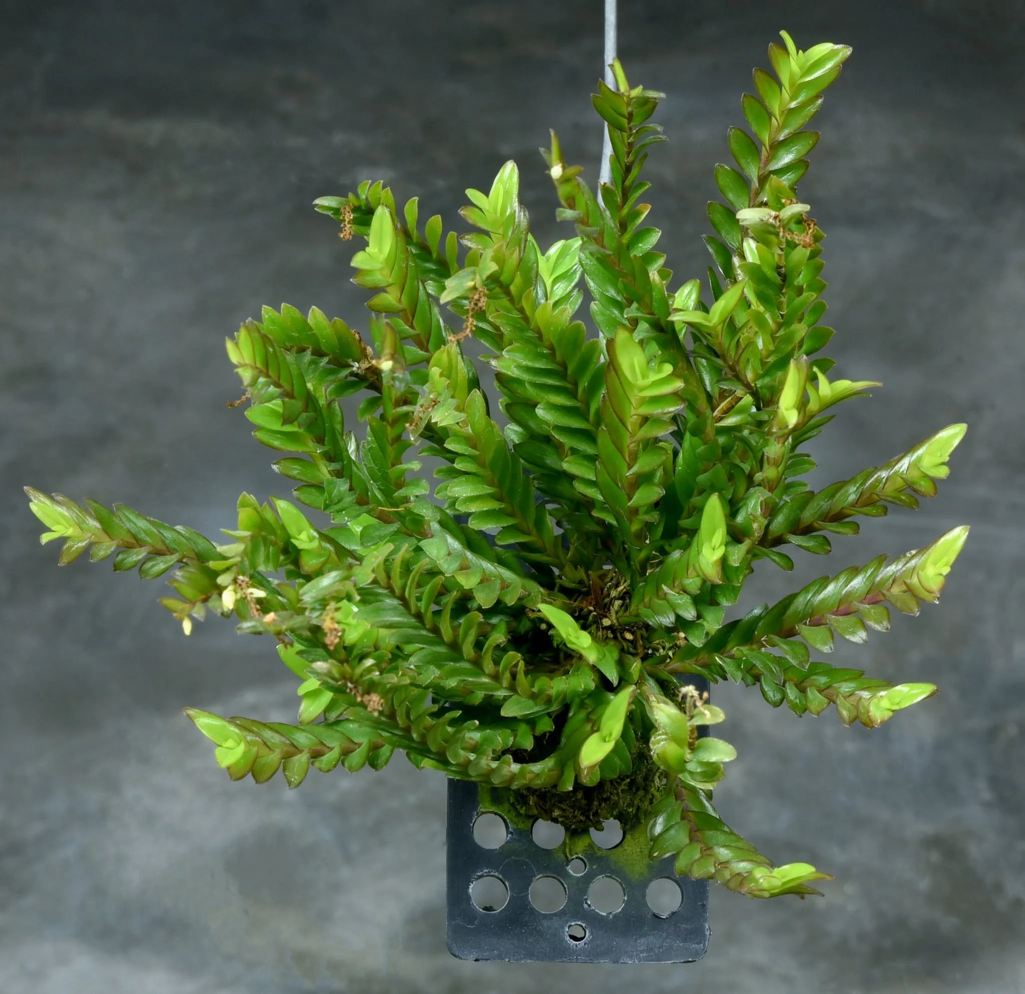Podochilus lucescens.jpg
