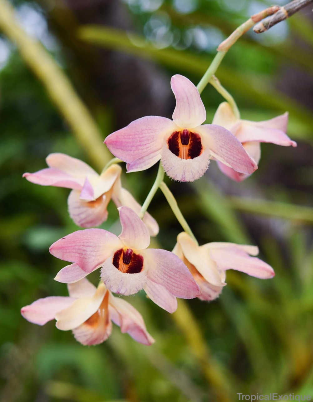 Dendrobium moschatum.png