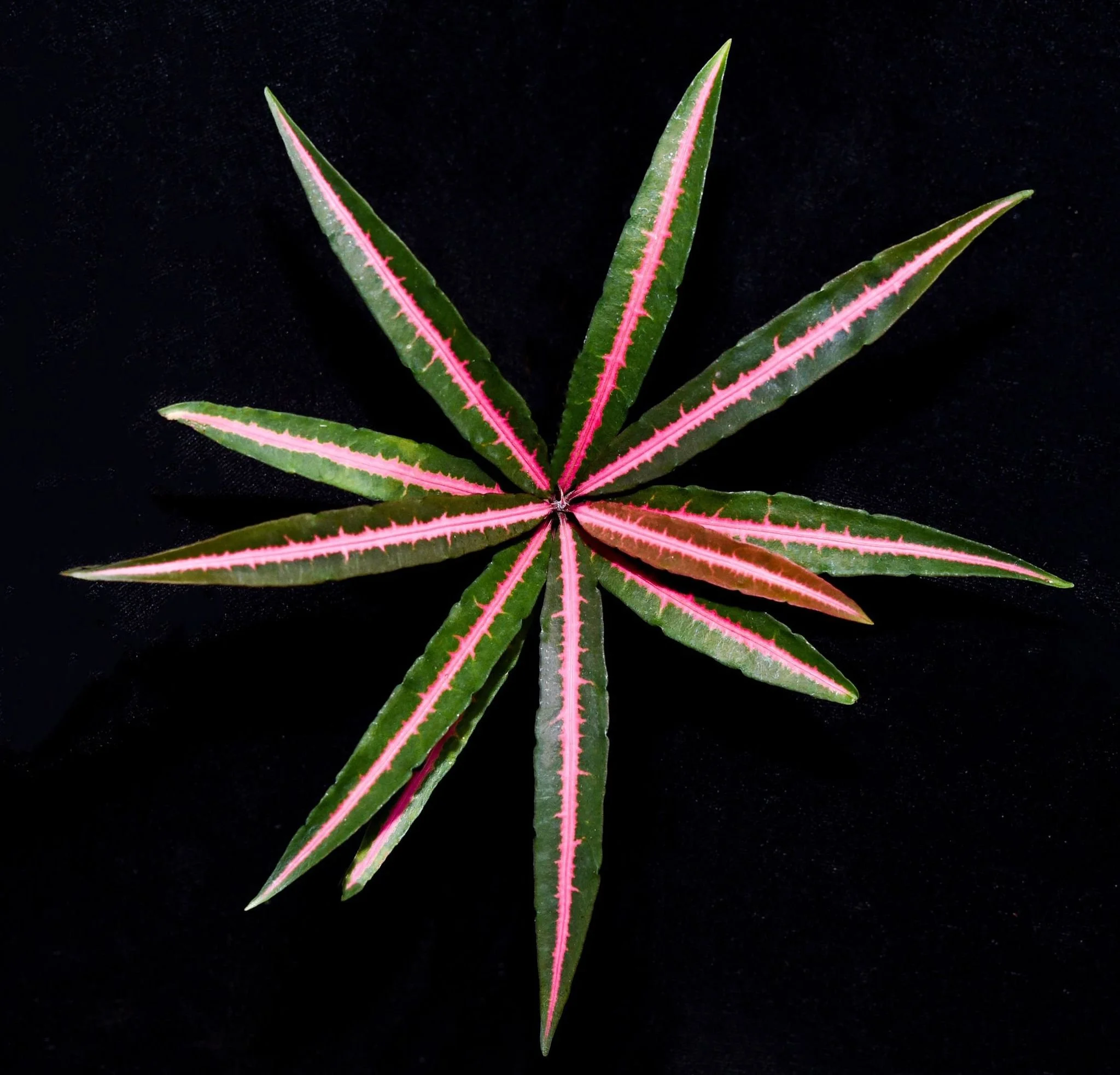 Our Plants — TropicalExotique