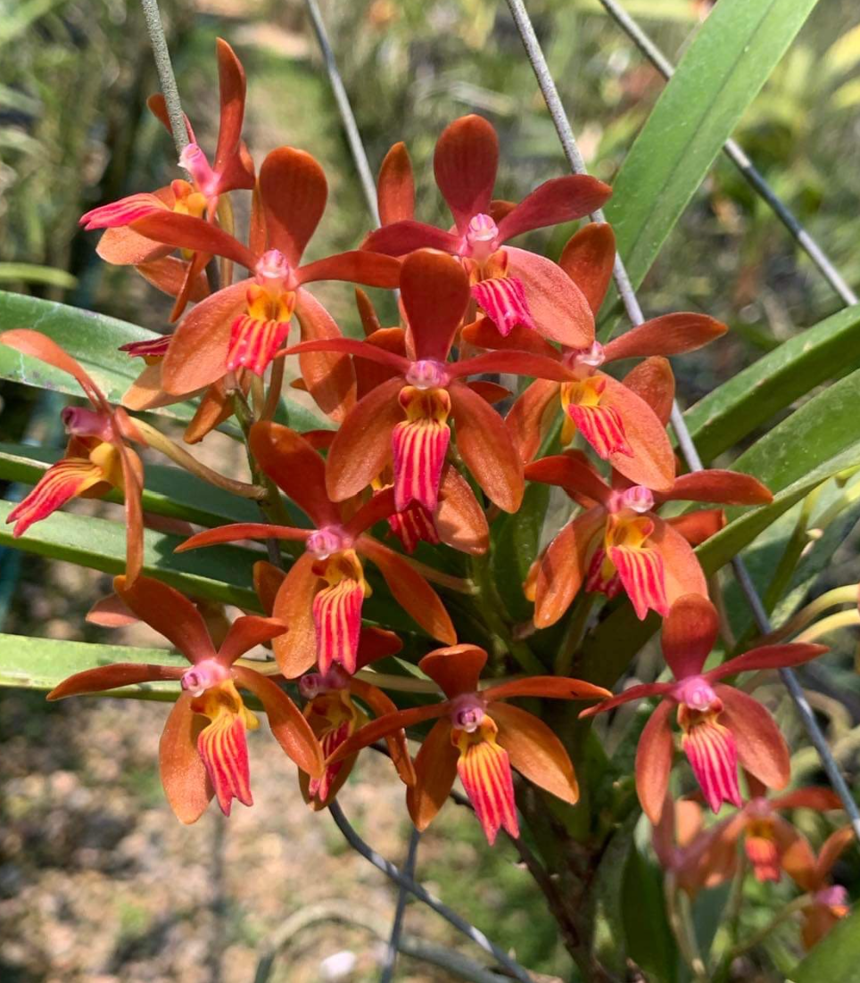 Vanda Rumrill .png