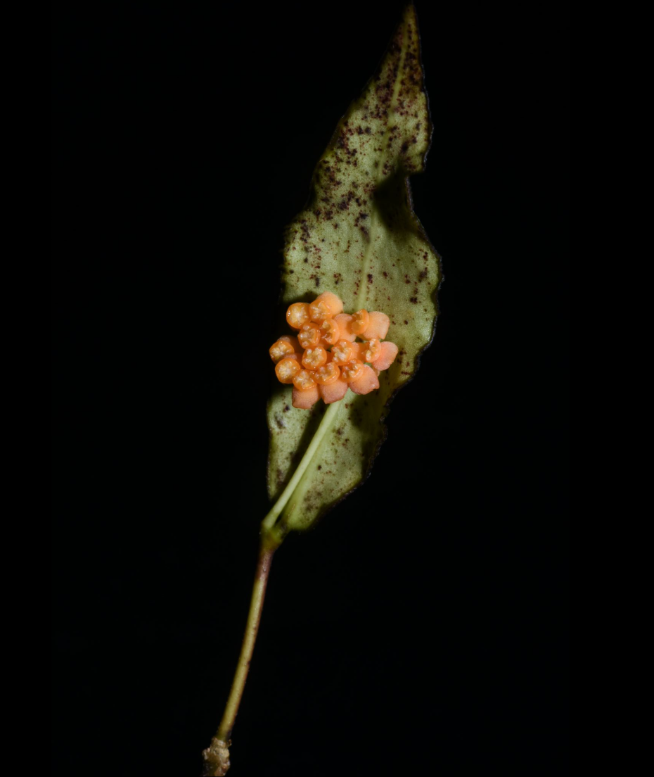 Hoya ignorata.png