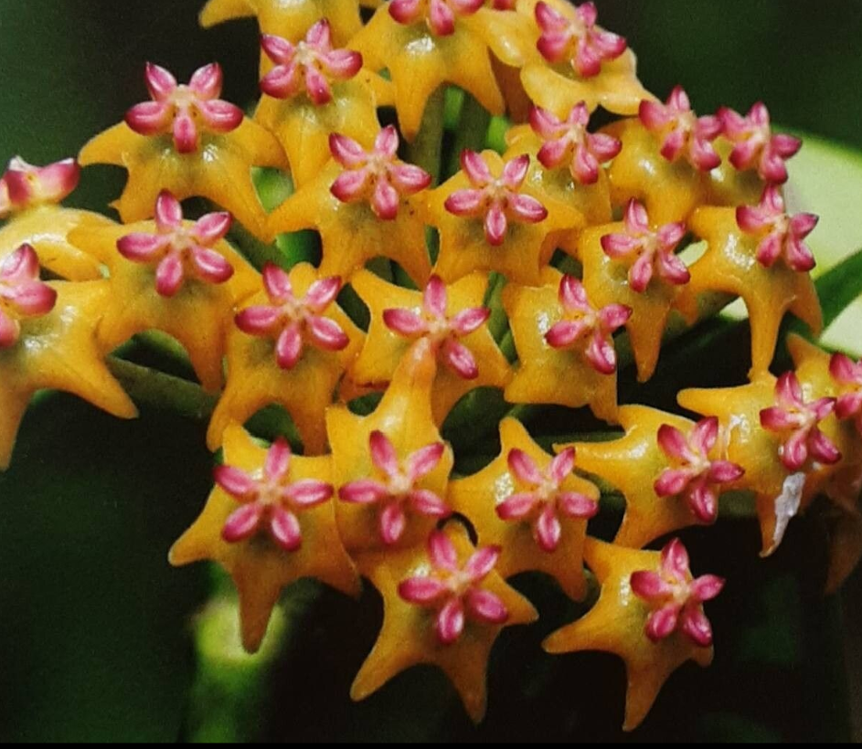Hoya+fusca.png
