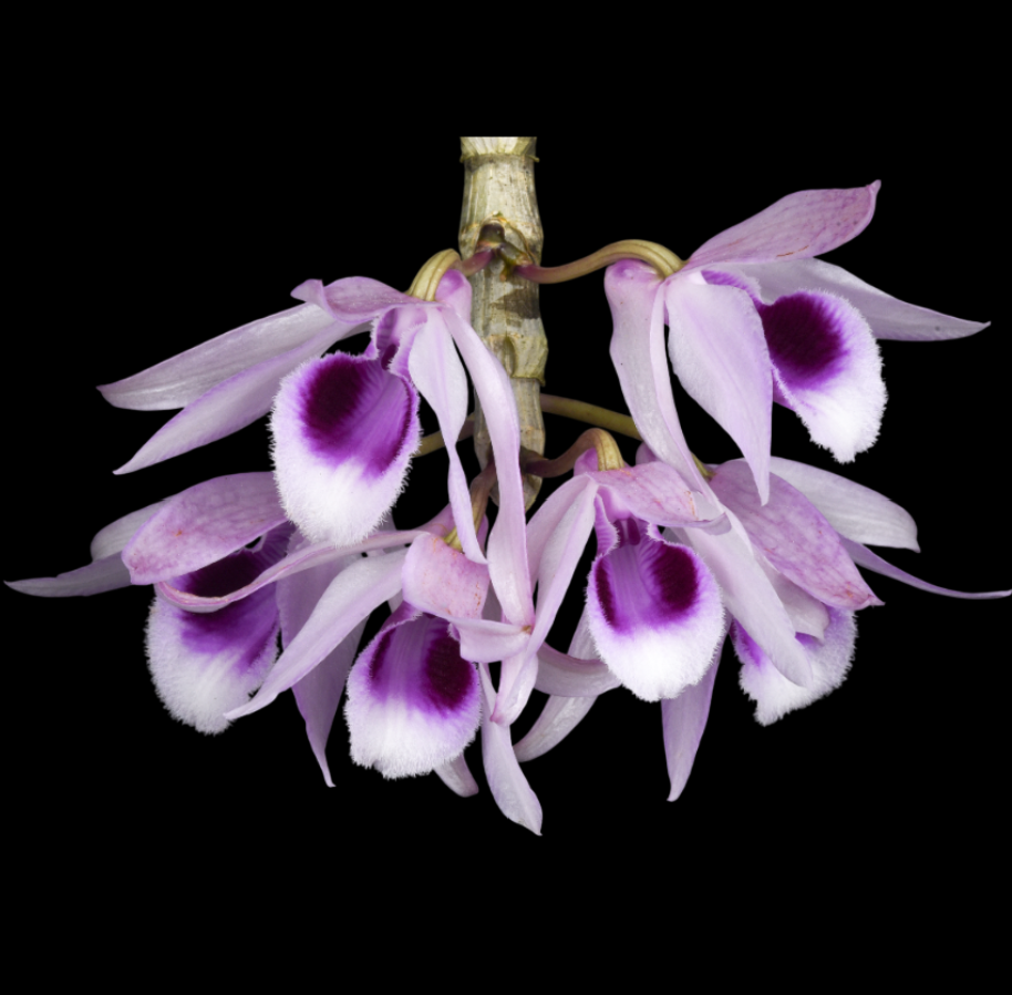 Dendrobium anosmum .png