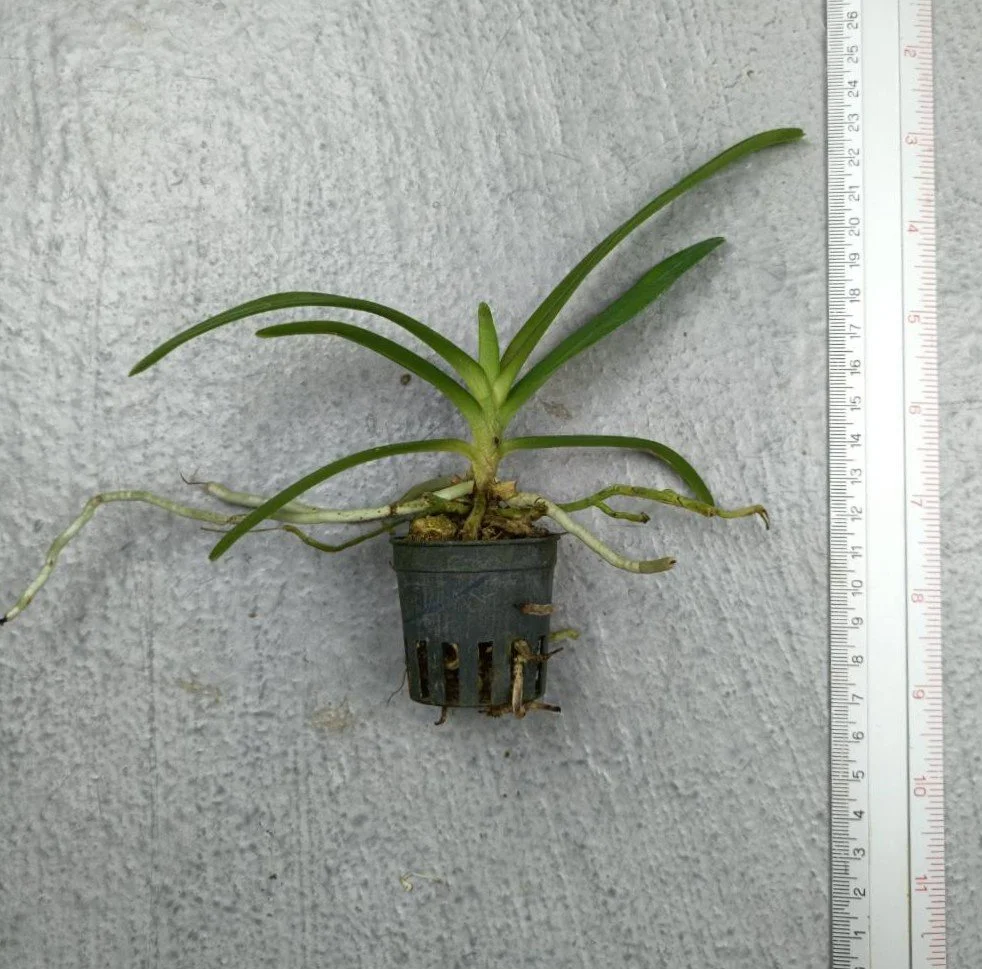 Vanda Kalyana x Acampe thailandica.jpg