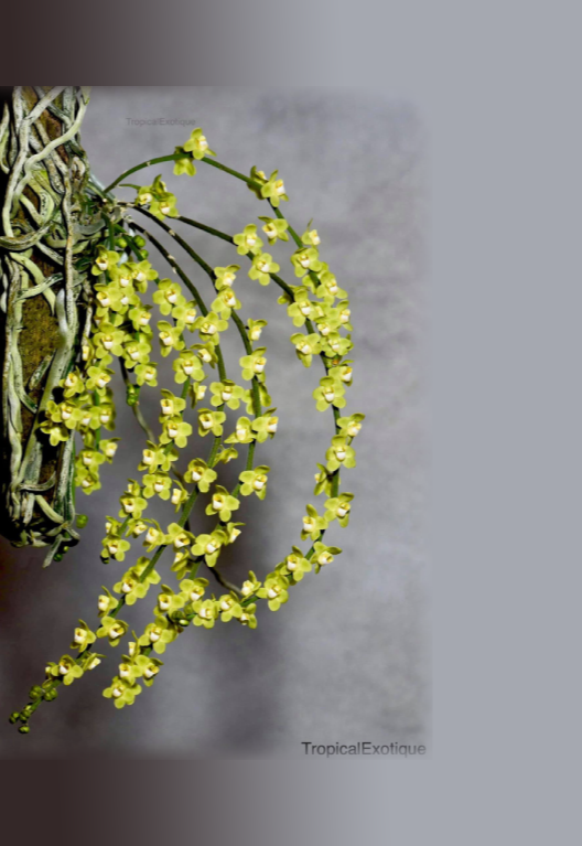 Chiloschista lindstroemii (previously known as C. parishii "Green")