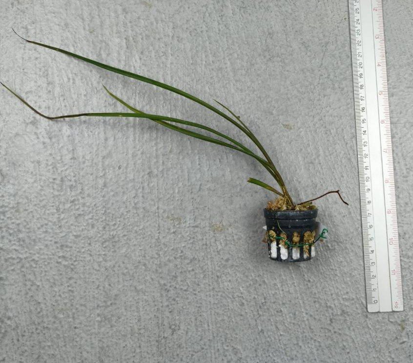 Holcoglossum wangii.jpg